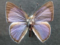 Philiris innotatus - Adult